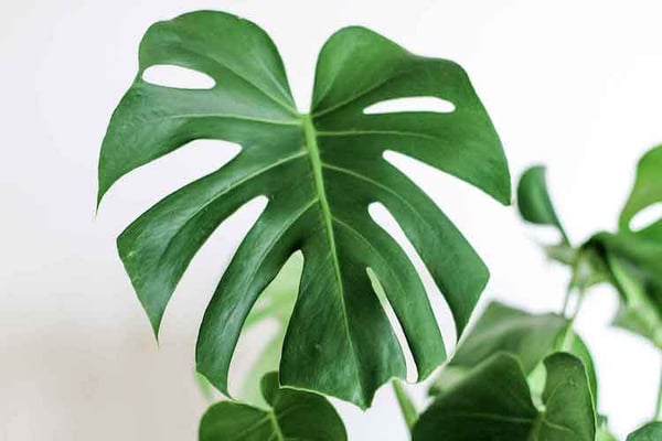 031418-monstera2